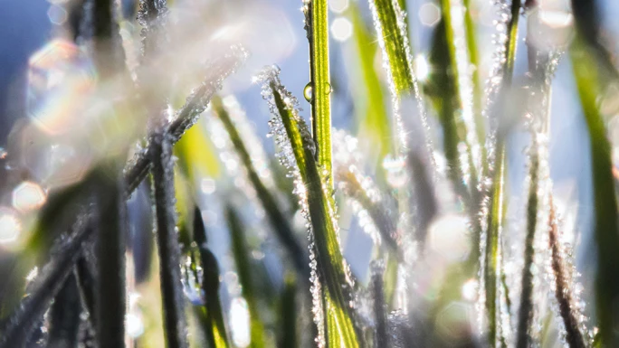 dewy grass symbolising springtime