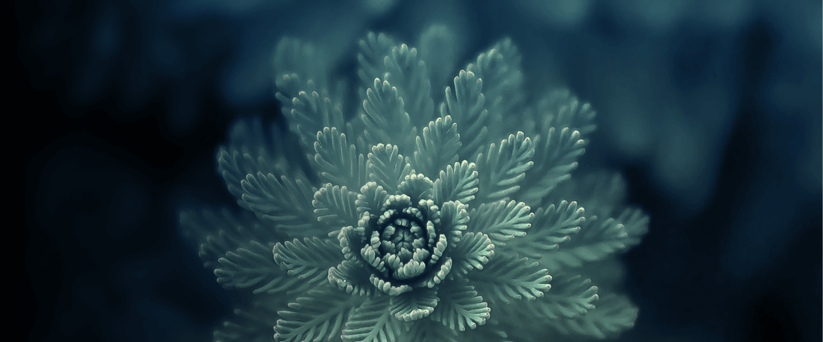 Photo of a sprouting plant to signify the SPROUT - Scalable Platform for Quantum Technology - project 